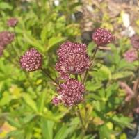 Astrantia major 'Claret'